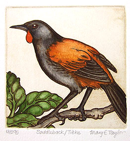 mary taylor nz bird etchings